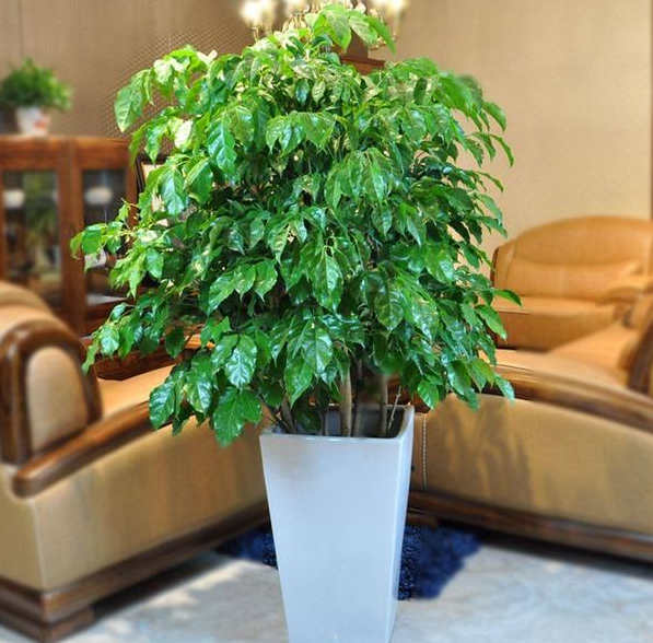 室內好養(yǎng)的大型綠植有哪些_室內大型綠植什么樣的好養(yǎng)活_室內養(yǎng)大型綠植好有什么好處
