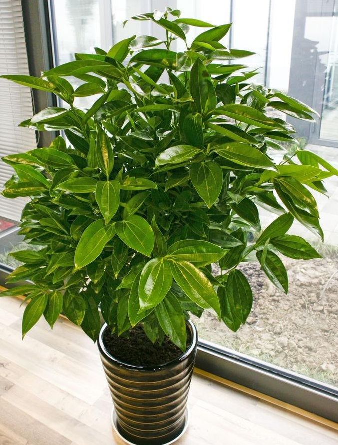 室內大型綠植什么樣的好養(yǎng)活_室內養(yǎng)大型綠植好有什么好處_室內好養(yǎng)的大型綠植有哪些
