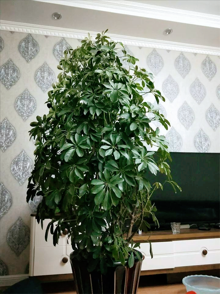 室內大型綠植什么樣的好養(yǎng)活_室內好養(yǎng)的大型綠植有哪些_室內養(yǎng)大型綠植好有什么好處