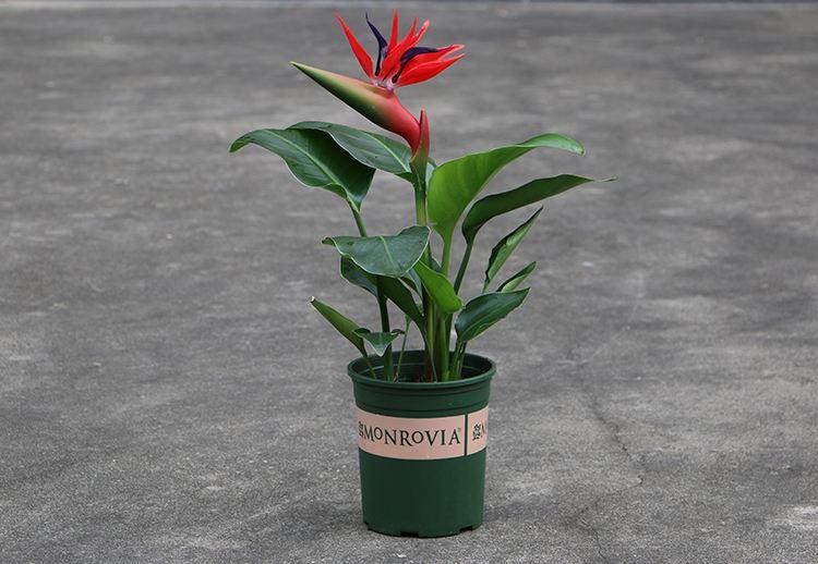 室內好養(yǎng)的大型綠植有哪些_室內養(yǎng)大型綠植好有什么好處_室內大型綠植什么樣的好養(yǎng)活