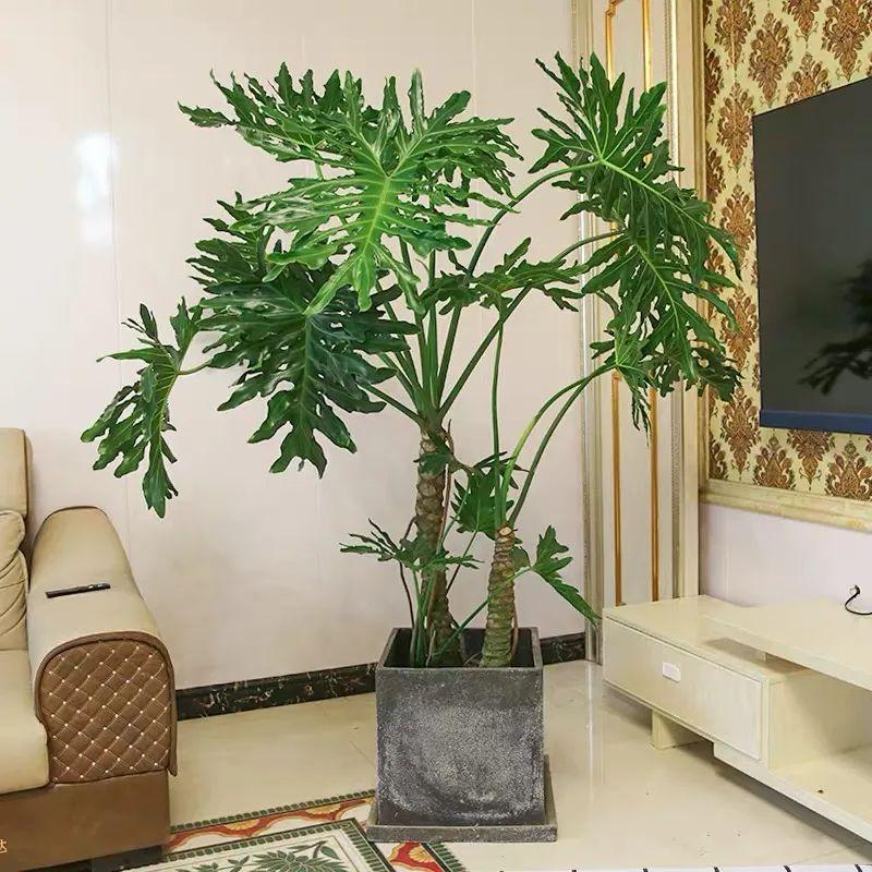 室內好養(yǎng)的大型綠植有哪些_室內大型綠植什么樣的好養(yǎng)活_室內養(yǎng)大型綠植好有什么好處