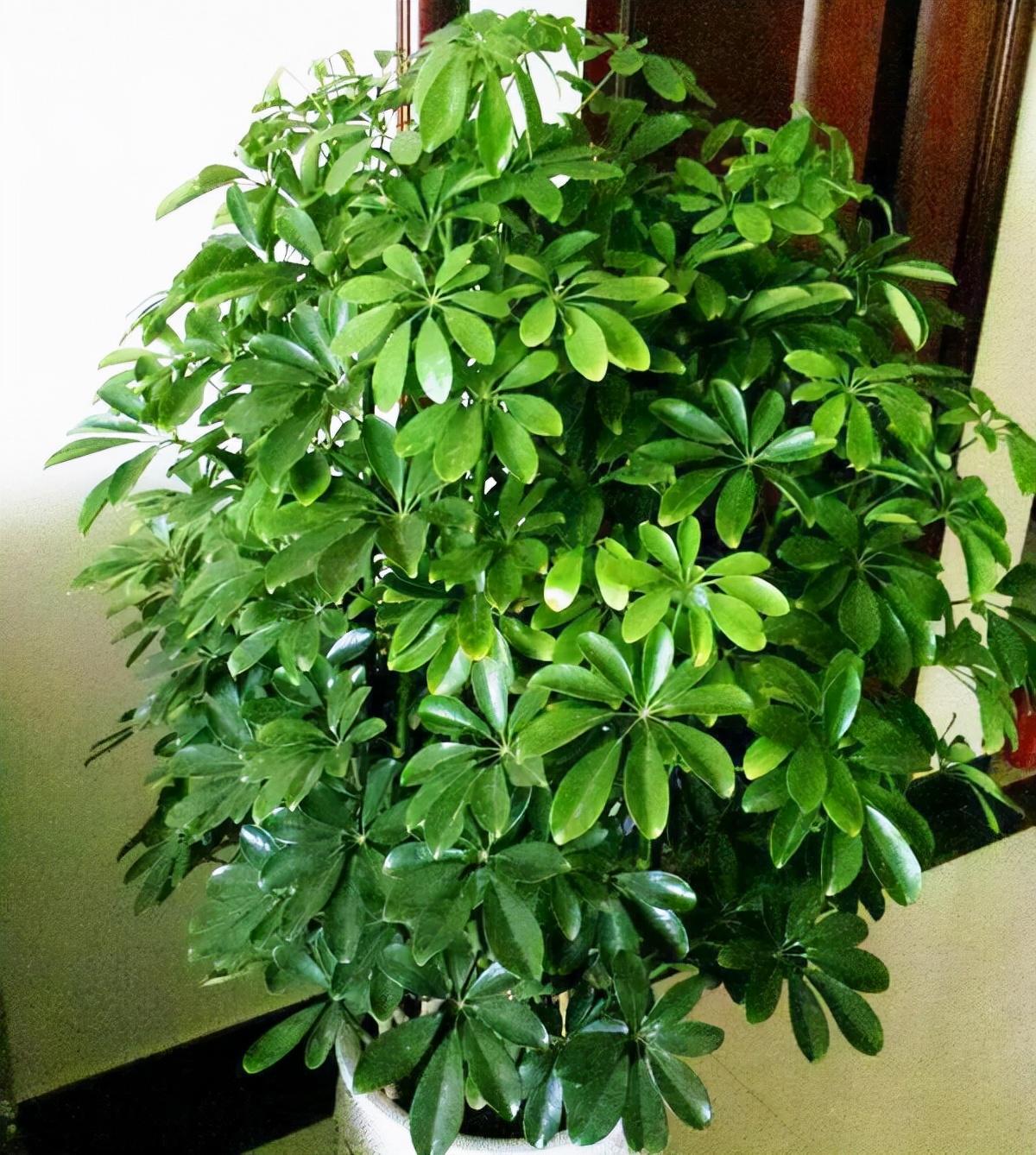 室內好養(yǎng)的大型綠植有哪些_室內養(yǎng)大型綠植好有什么好處_室內大型綠植什么樣的好養(yǎng)活