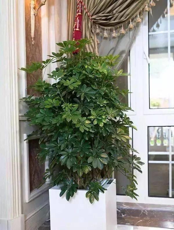室內好養(yǎng)的大型綠植有哪些_室內大型綠植什么樣的好養(yǎng)活_室內養(yǎng)大型綠植好有什么好處