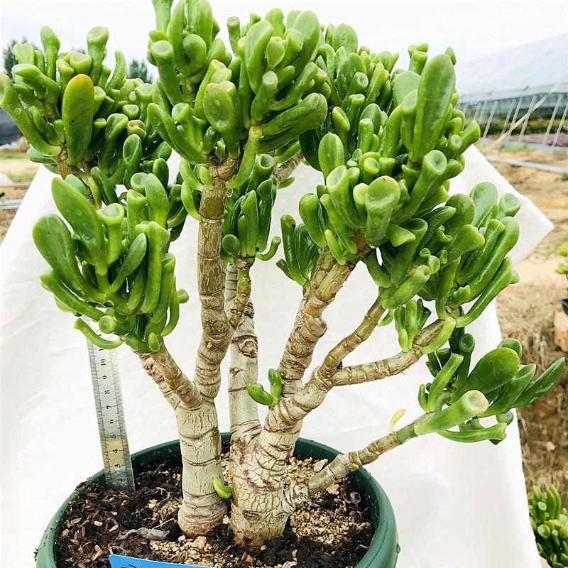 室內好養(yǎng)的大型綠植有哪些_室內大型綠植什么樣的好養(yǎng)活_室內養(yǎng)大型綠植好有什么好處