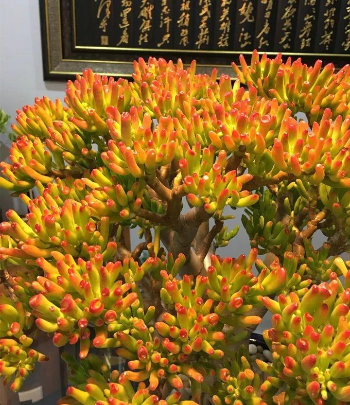 室內大型綠植什么樣的好養(yǎng)活_室內好養(yǎng)的大型綠植有哪些_室內養(yǎng)大型綠植好有什么好處
