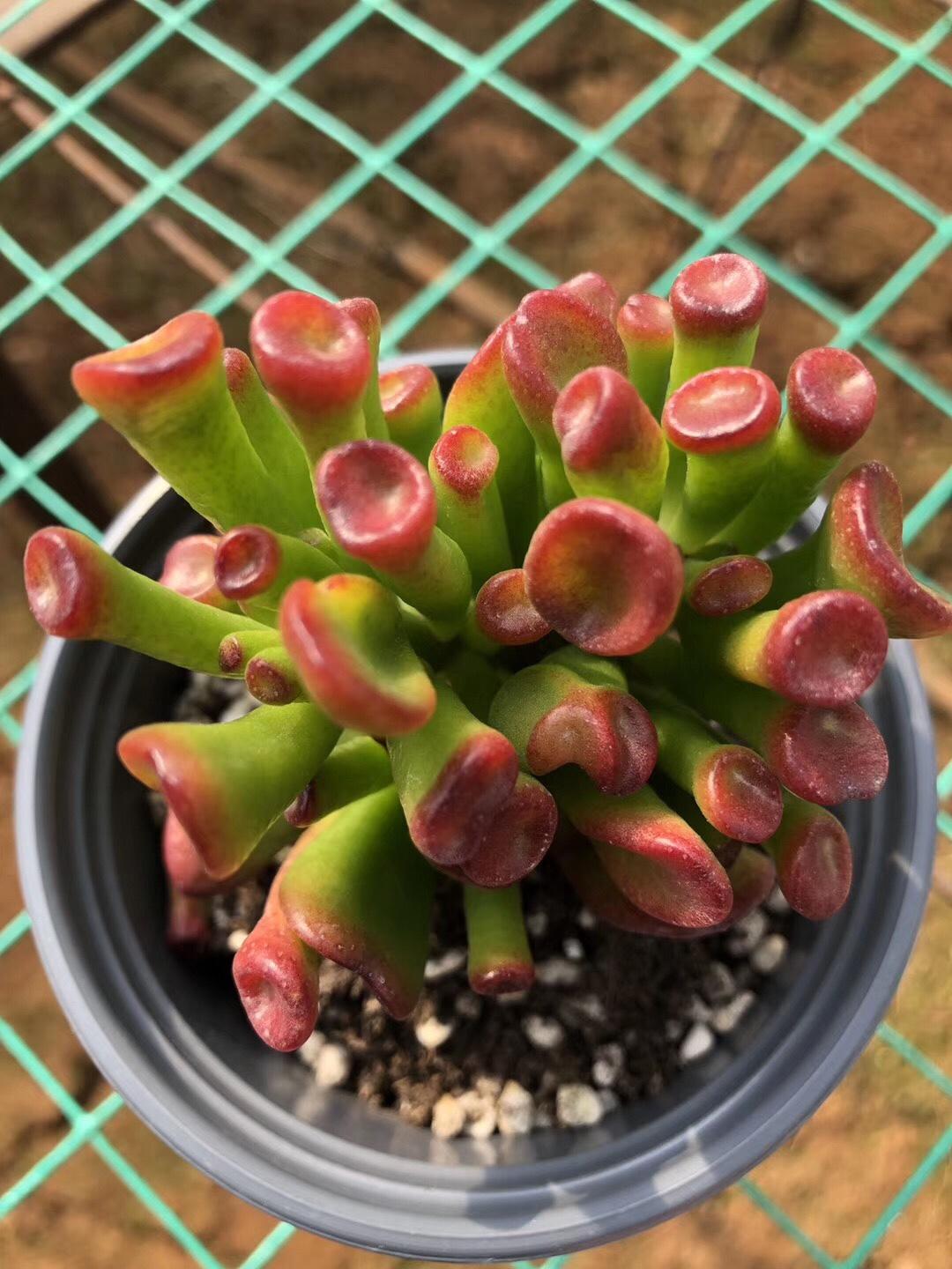 室內大型綠植什么樣的好養(yǎng)活_室內好養(yǎng)的大型綠植有哪些_室內養(yǎng)大型綠植好有什么好處