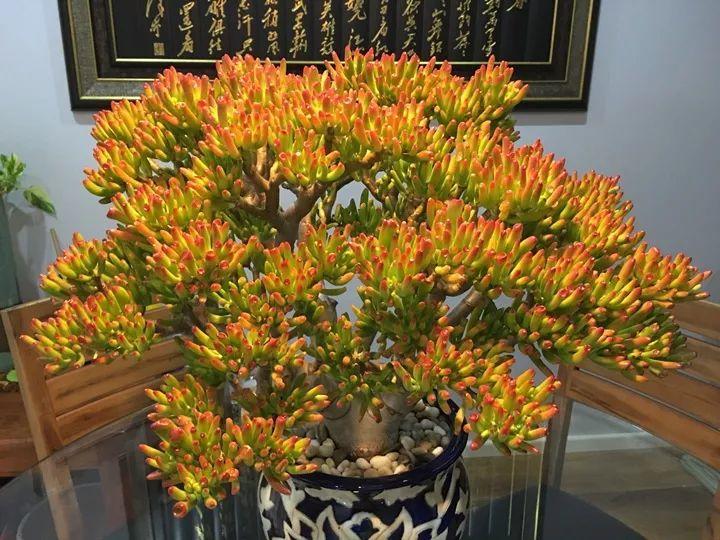 室內養(yǎng)大型綠植好有什么好處_室內好養(yǎng)的大型綠植有哪些_室內大型綠植什么樣的好養(yǎng)活