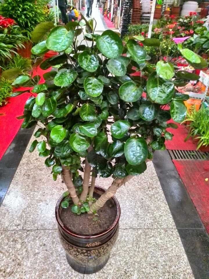 室內好養(yǎng)的大型綠植有哪些_室內養(yǎng)大型綠植好有什么好處_室內大型綠植什么樣的好養(yǎng)活