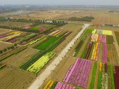 廣州綠植批發基地在哪里？全國大型綠植批發市場推薦！