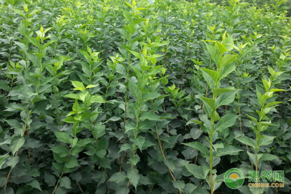 種植艾草的經(jīng)濟(jì)效益_效益種植艾草有哪些_艾草種植一畝效益
