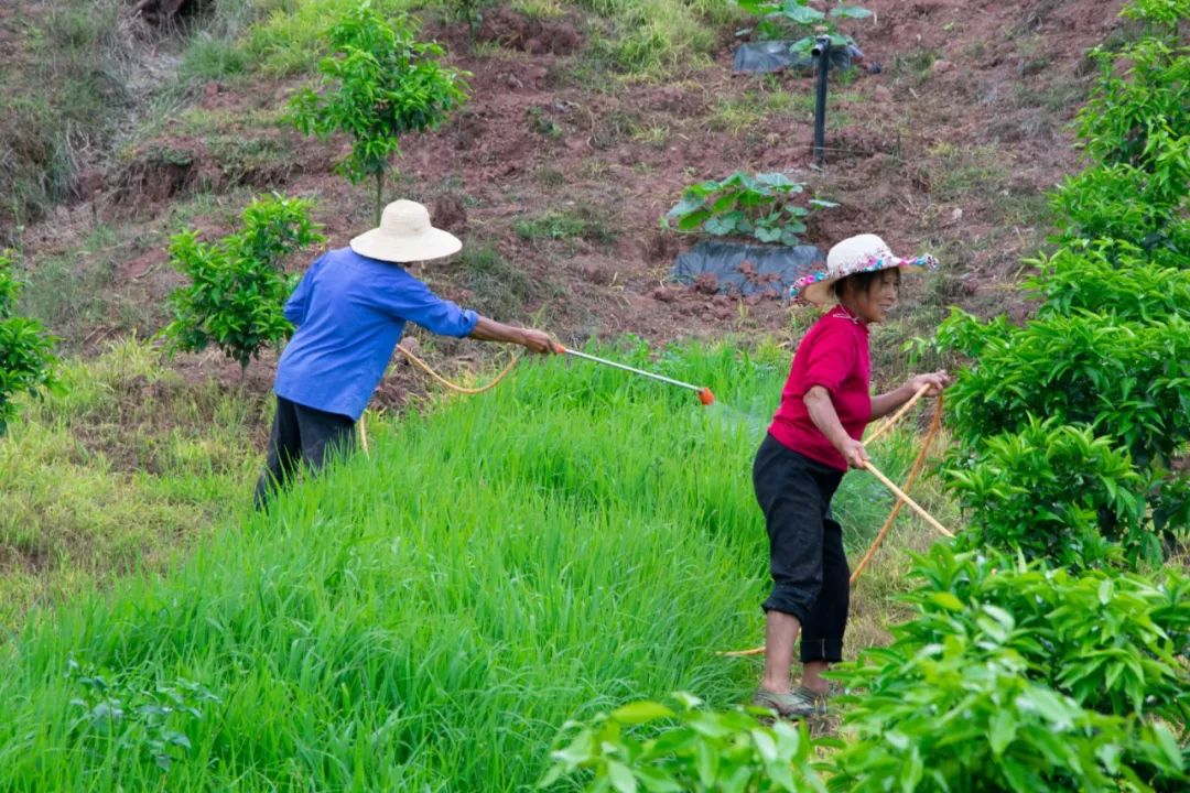 農藥致死_農藥必死的_必死的農藥