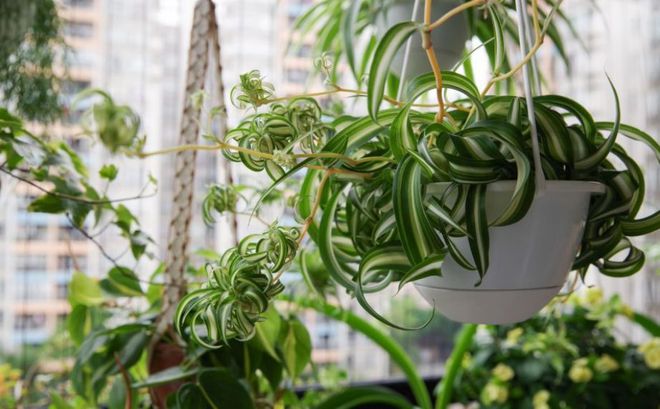 室內(nèi)養(yǎng)多少綠植合適_合適室內(nèi)養(yǎng)綠植有哪些_合適室內(nèi)養(yǎng)的綠植