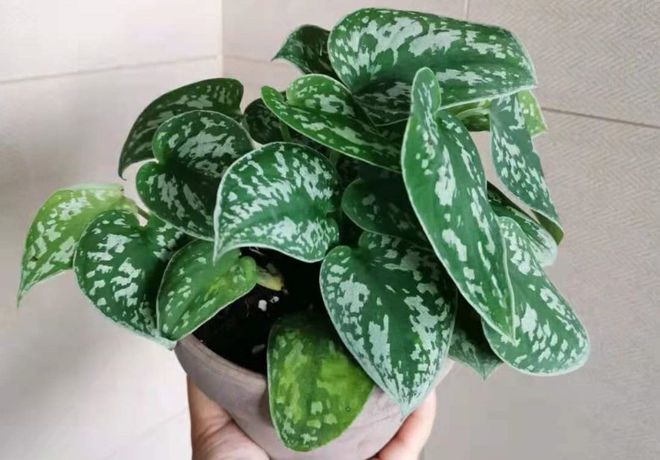 室內(nèi)養(yǎng)多少綠植合適_合適室內(nèi)養(yǎng)綠植有哪些_合適室內(nèi)養(yǎng)的綠植