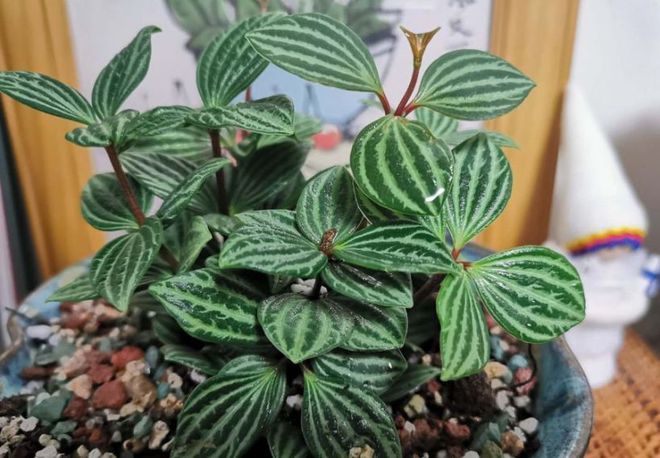 室內(nèi)養(yǎng)多少綠植合適_合適室內(nèi)養(yǎng)綠植有哪些_合適室內(nèi)養(yǎng)的綠植