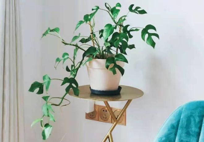 合適室內(nèi)養(yǎng)綠植有哪些_室內(nèi)養(yǎng)多少綠植合適_合適室內(nèi)養(yǎng)的綠植