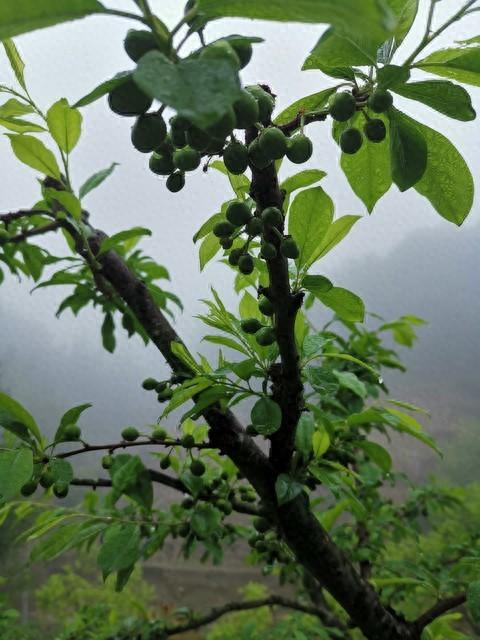 車厘子在南方可以種植嗎_南方能種車厘子_南方種植車厘子可以嗎視頻
