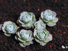 這些多肉開(kāi)花后，不做好這一步，必死無(wú)疑！