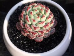 多肉的品種越來(lái)越多，是什么原因?qū)е碌模慷嗳馍碳艺f(shuō)出了其中原因