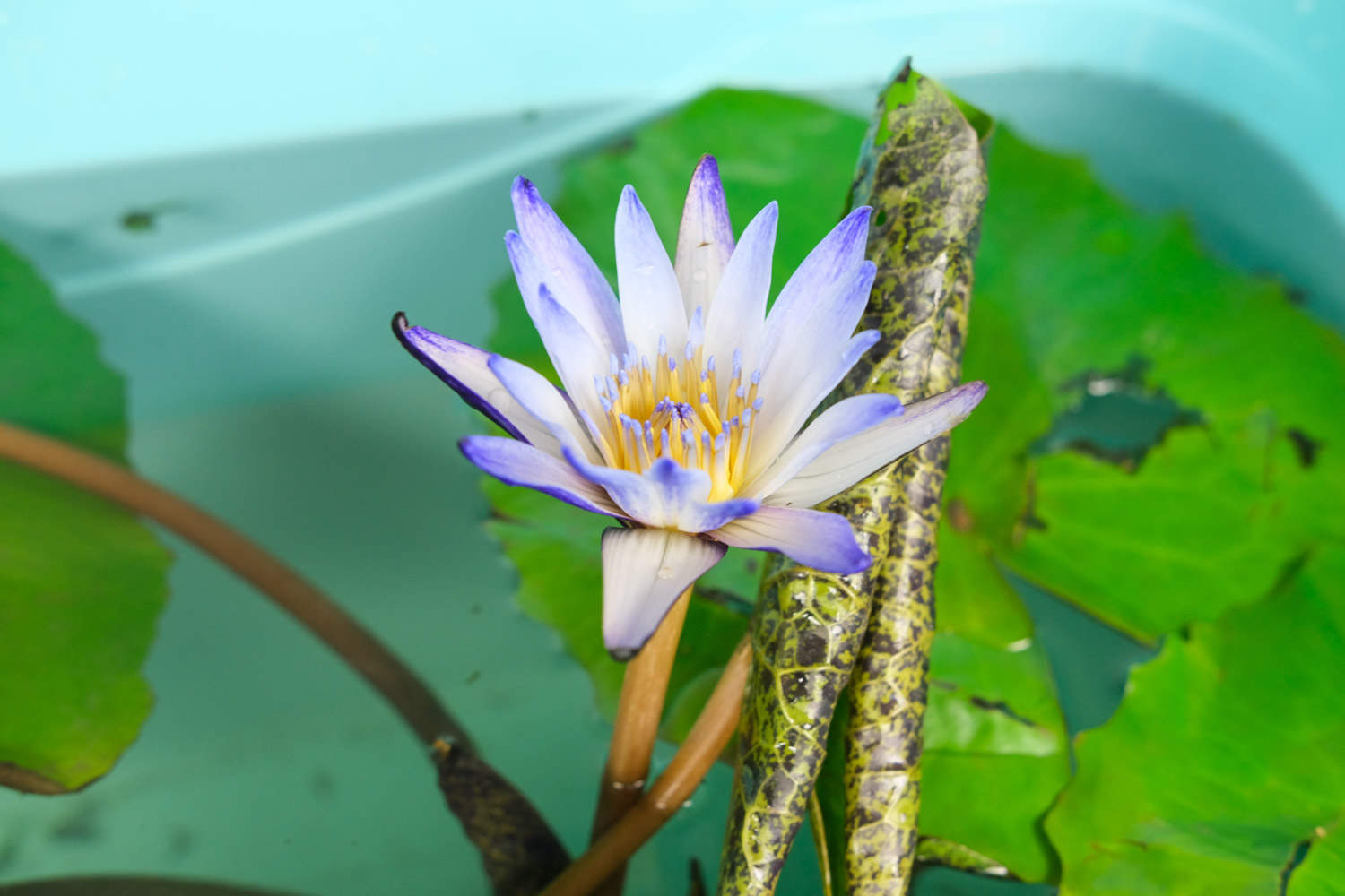 種植睡蓮的方法_種子種植睡蓮方法有哪些_睡蓮的種子種植方法