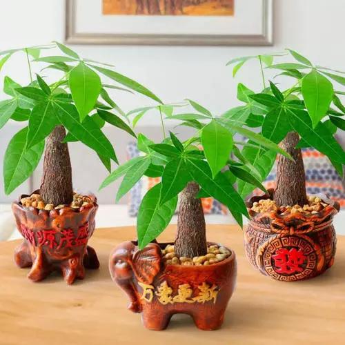 招財綠植放家里好嗎_招財綠植放家里好不好_家里放什么綠植招財