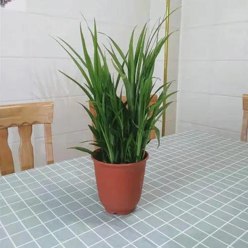 招財綠植放家里好不好_家里放什么綠植招財_招財綠植放家里好嗎