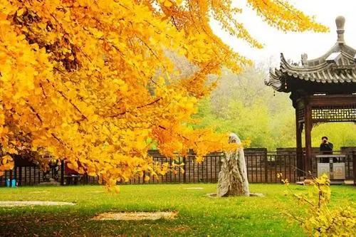 招財綠植放家里好嗎_家里放什么綠植招財_招財綠植放家里好不好