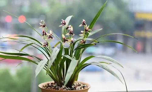 家里放什么綠植招財_招財綠植放家里好嗎_招財綠植放家里好不好