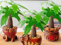 家里萬萬要放這幾種旺財植物，有錢人都知道，預示年頭旺到年尾！