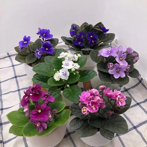 秋天適合種的綠植_秋天種綠植適合什么花_適合秋天種的綠植