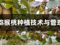 獼猴桃種植技術與管理