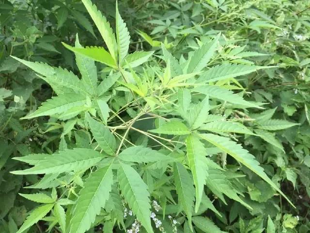 藥材種子價(jià)格表_藥材種子在哪里購(gòu)買_各種藥材種子