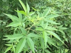 屋旁常見的植物，嫩葉是茶，根可煲湯，種子做枕頭，燒成灰也是寶