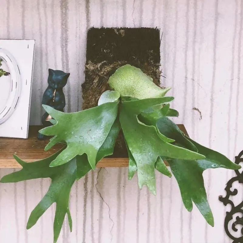 家里種綠植有什么講究_家里種什么綠植_家里種綠植的好處