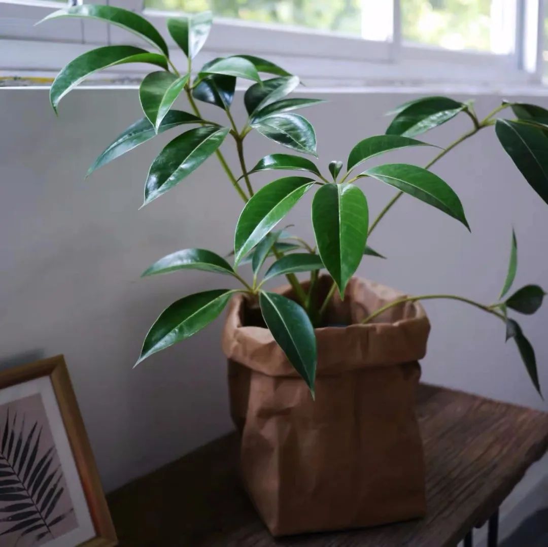 家里種什么綠植_家里種綠植的好處_家里種綠植有什么講究