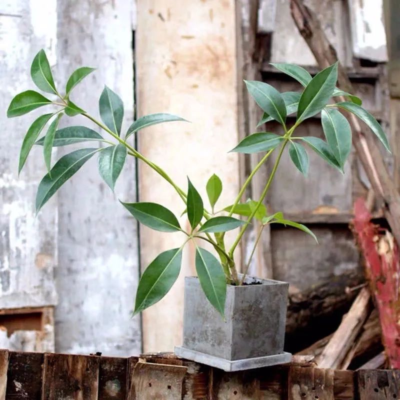 家里種綠植有什么講究_家里種綠植的好處_家里種什么綠植