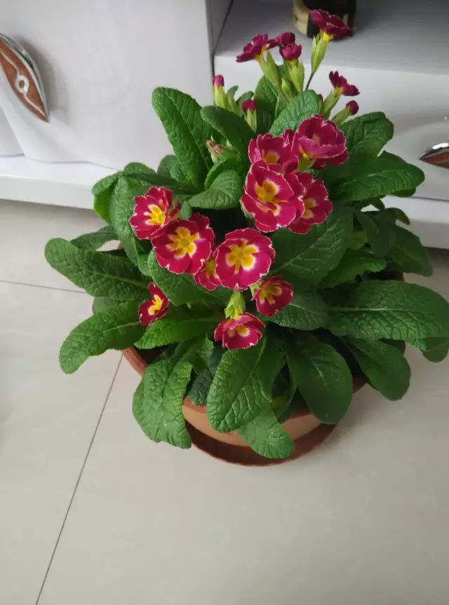 綠植什么時(shí)候種植最好_栽種綠植_種植綠植時(shí)候好養(yǎng)活嗎
