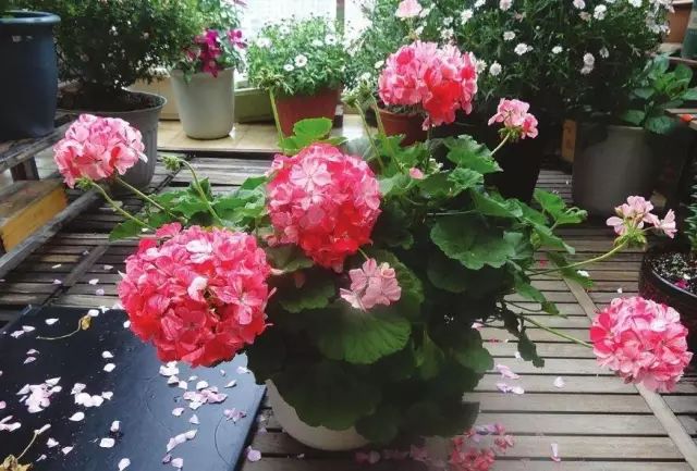 綠植什么時(shí)候種植最好_種植綠植時(shí)候好養(yǎng)活嗎_栽種綠植