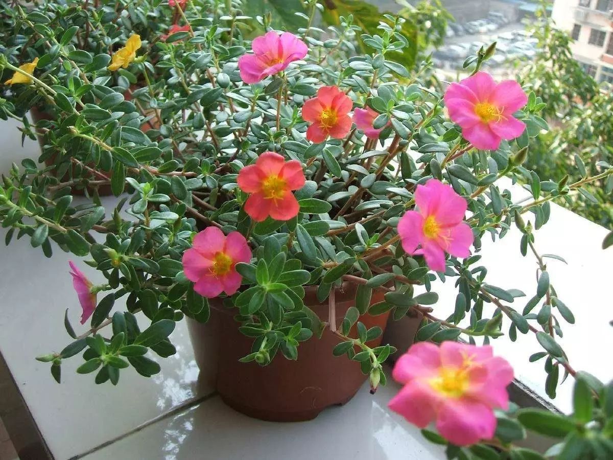 種植綠植時(shí)候好養(yǎng)活嗎_栽種綠植_綠植什么時(shí)候種植最好