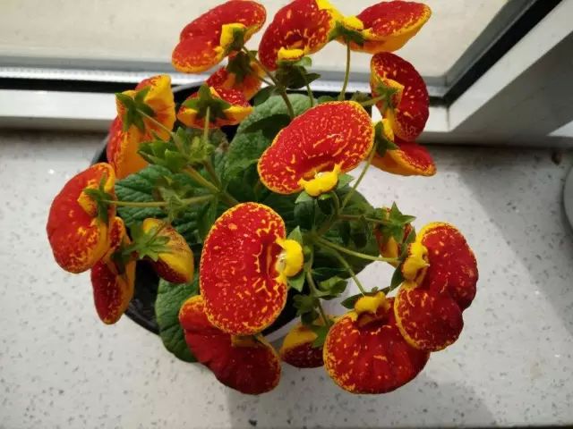 種植綠植時(shí)候好養(yǎng)活嗎_綠植什么時(shí)候種植最好_栽種綠植
