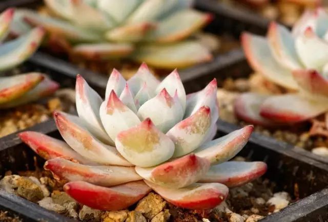 栽種綠植_種植綠植時(shí)候好養(yǎng)活嗎_綠植什么時(shí)候種植最好