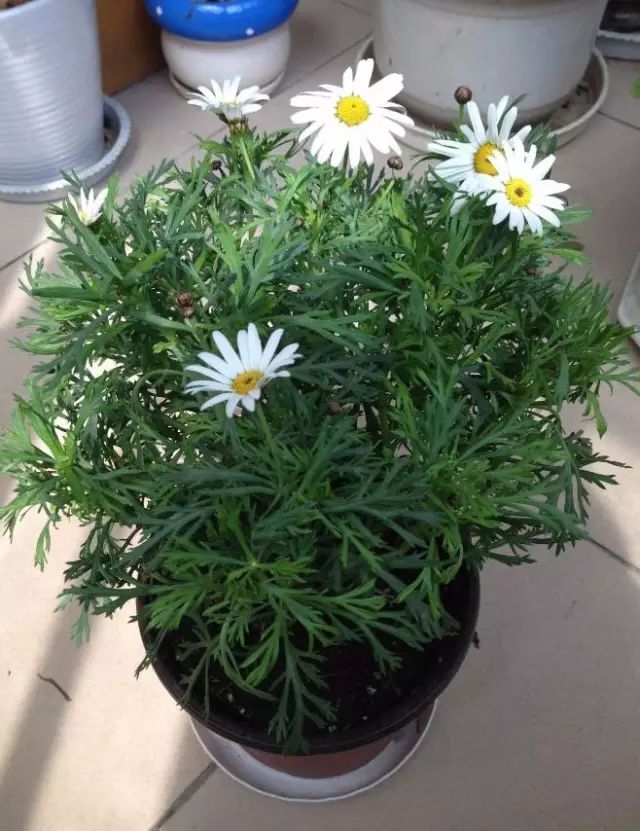 栽種綠植_種植綠植時(shí)候好養(yǎng)活嗎_綠植什么時(shí)候種植最好