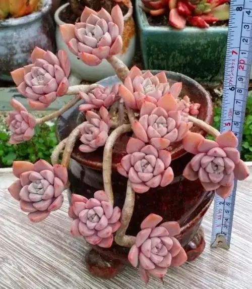 曬植物太陽多肉要曬多久_曬植物太陽多肉要曬嗎_多肉植物要曬太陽嗎