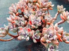 4種多肉植物好養(yǎng)活，不怕曬不怕熱，太陽(yáng)越曬越好看