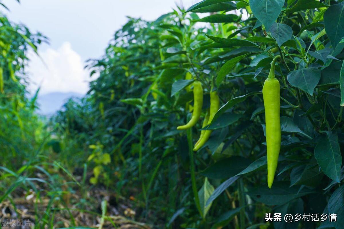 大白菜有農藥嗎_白菜農藥_大白菜農藥超標嗎