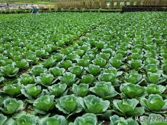 蔬菜上有蟲子別打農藥，記住三種生物防蟲劑，效果好還沒有危害