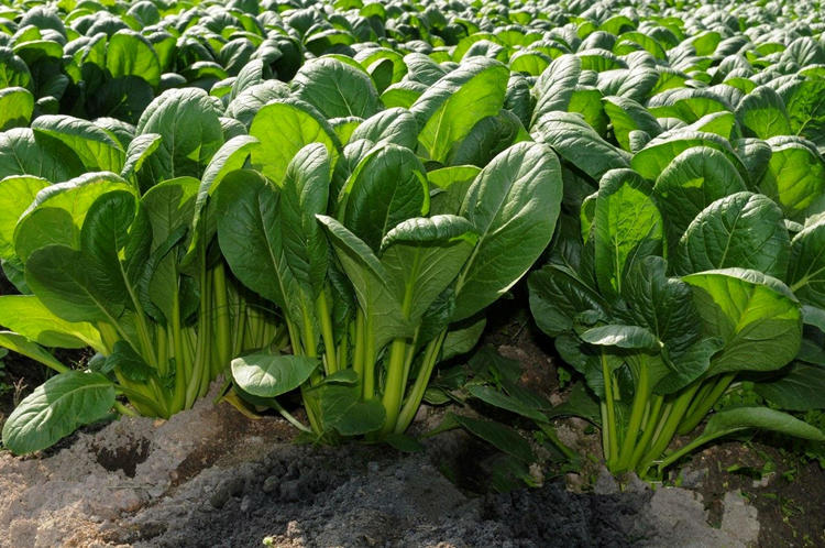 秋冬季陽臺栽啥植物好_秋冬季節陽臺種什么花_秋冬季節陽臺適合種什么綠植