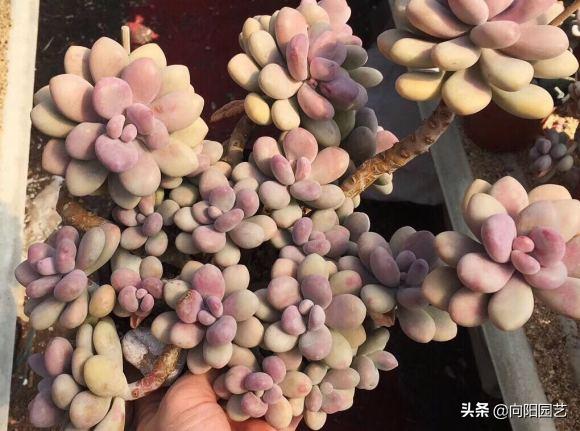 多肉桃蛋小苗怎么養_桃蛋多肉好養活嗎_桃蛋多肉如何種植