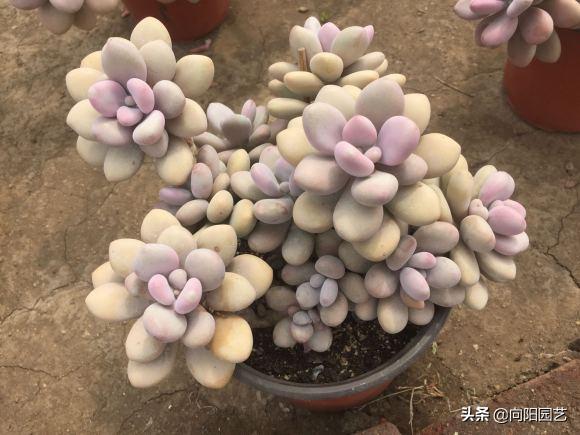 多肉桃蛋小苗怎么養_桃蛋多肉如何種植_桃蛋多肉好養活嗎