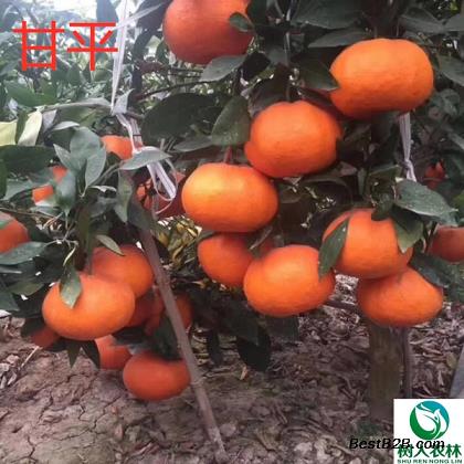 花蕾蛆特效藥_花蕾蛆用什么農(nóng)藥_花蕾蛆的防治藥劑