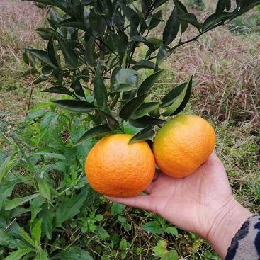 花蕾蛆特效藥_花蕾蛆的防治藥劑_花蕾蛆用什么農(nóng)藥